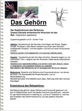 Das Gehörn